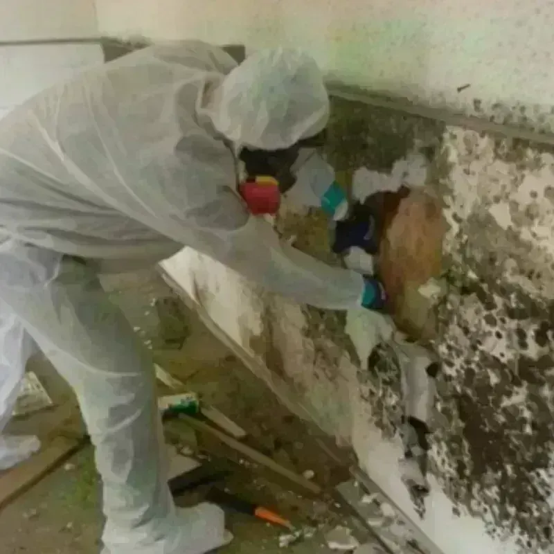 Mold Remediation and Removal in Broomall, PA